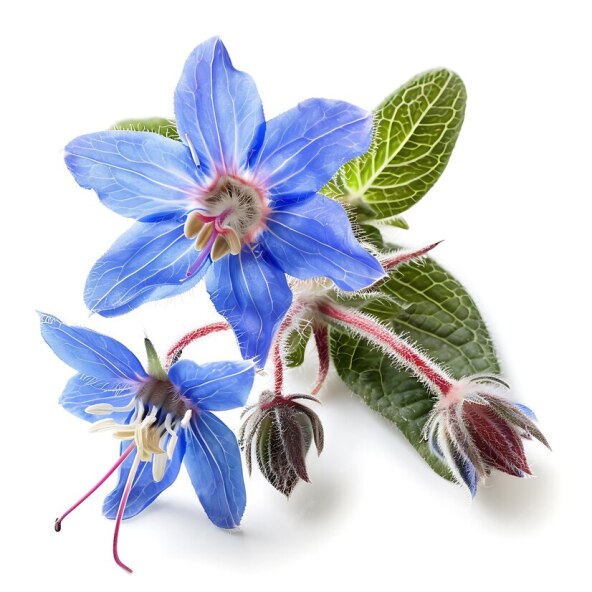 Borage