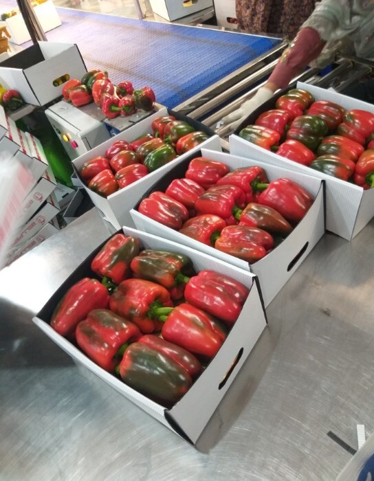  Red Bell Peppers