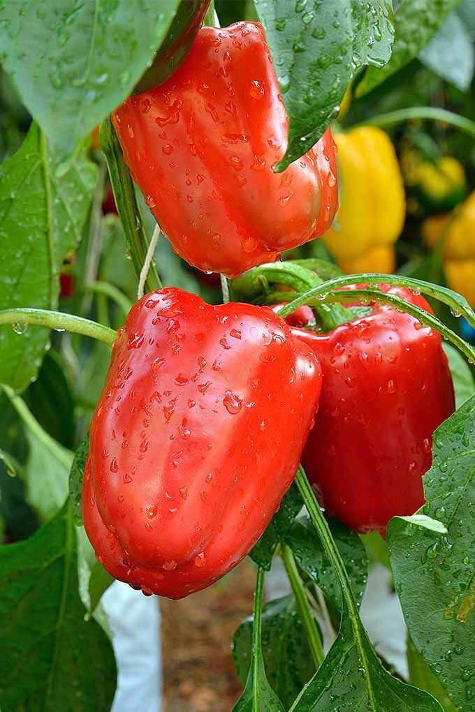  Red Bell Peppers