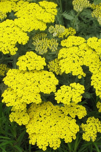 Moonshine Yarrow