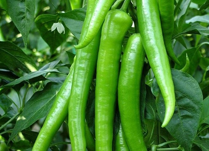 Green Chili Peppers (Shamshiri)