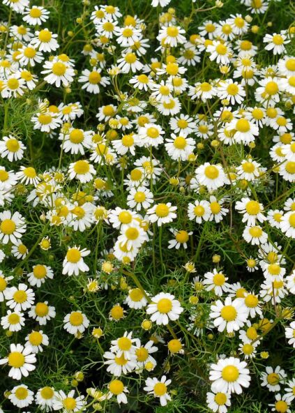 Chamomile