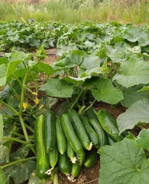 Cucumbers