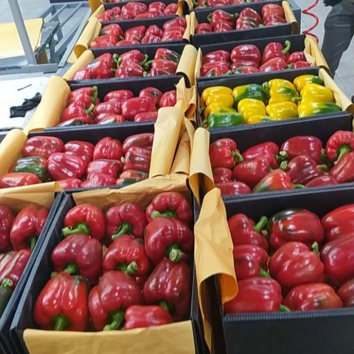  Red Bell Peppers
